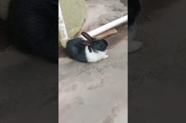 Cute baby bunny#shorts