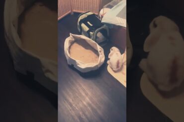 Happy Rabbit #short #shorts #viral #ytshorts #youtube #ytshort #pet #youtubeshort #viralshorts #cute