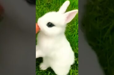 cute rabbit eating carrot #pets