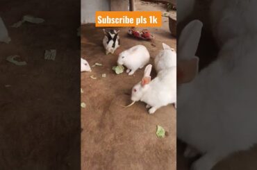 Rabbit's Cute baby bunny eating #shorts #viral #rabbit #video #comedy #fyp #bunny bu