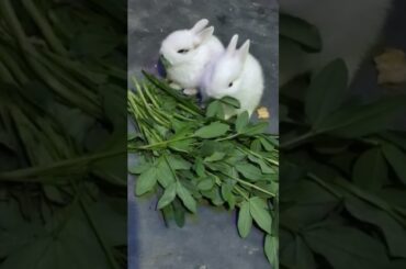 cute rabbit #shorts #video #cuterabbitbaby #shorts #video