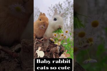 [ASMR] Baby Rabbit Eats So Cute~~~ #shorts
