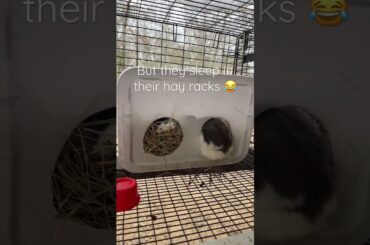 #shorts #viral #foryou #pets #petlover #cute #bunny #rabbit #funny