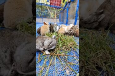 Baby Bunnies Happy #bunny #bunnies #cute Happy Rabbits / Cute rabbit