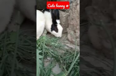 cute bunny #