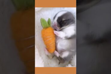 Cute Rabbit|BabyRabbit|#shorts #short #viralshorts #viral #viralshort #rabbit #bunny #cute #baby