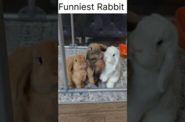 Cute Rabbits #short #shorts #viral #youtube #ytshort #ytshorts #viralshorts #shortvideo #cute #baby