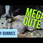 mega cute rabbit babies part 6 , German giants in 4 k