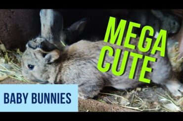 mega cute rabbit babies part 6 , German giants in 4 k