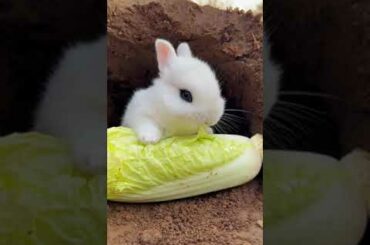 CUTE BABY BUNNY EATING VEGETABLES(1)