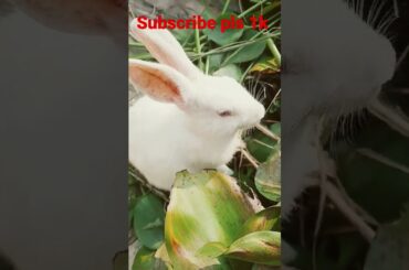 Rabbit's Cute baby bunny eating #shorts #funny #viral #rabbit #cute #bunny #animals #fyp