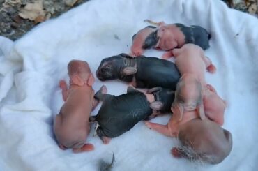 Rabbit Crying | Why is the cute baby rabbit screaming