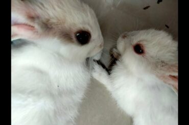 Relaxed life of Rabbits videos | Cute Bunny