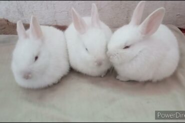 cute rabbit baby video | funny and cute baby bunny rabbit videos || #viralvideo #trendingvideo