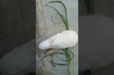 cute rabbit and bunnies #shorts #viral #rabbit #cutebaby #bunny #pets