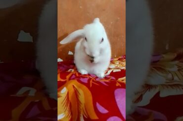 #cute bunny #shorts rabbit video #rabbit activity #bunny #funny bunny