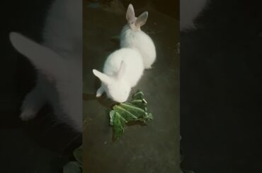 Cute baby rabbit #rabbit