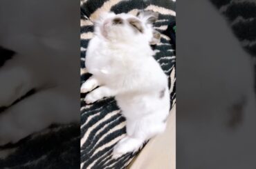 Rabbit Short Video #short #shorts #viral #youtube #ytshorts #ytshort #baby #shortvideo #animal#cute