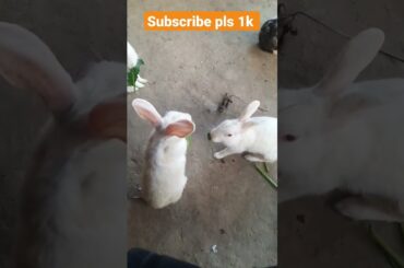 Rabbit's Cute baby eating love #shorts #funny #viral #video #rabbit #youtubeshorts #khargosh#cartoon