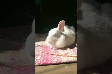 puchun Sona #viral #shortvideo #short #cute #bunny #rabbit #putuandtitli
