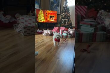 Baby Bunny and the Christmas tree #2022 #puppy #cute #dogs #shorts #christmas #youtube