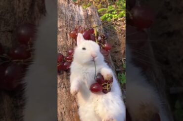 Cute rabbit eating grapes lovely bunny #shorts