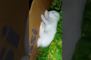 #viral #rabbits #cute #animals #baby #bunny #shorts #funny