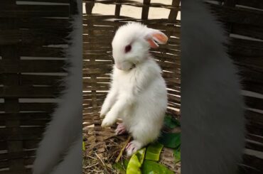 My Cute Rabbit #shorts #rabbit #ytshorts #pet #virulshorts #viralshorts #animals