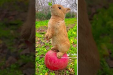 Cute Bunny #shorts #animals #cute