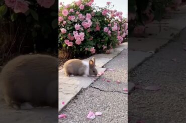 Rabbit's cute and adorable behavior/ cute rabbit/bunny