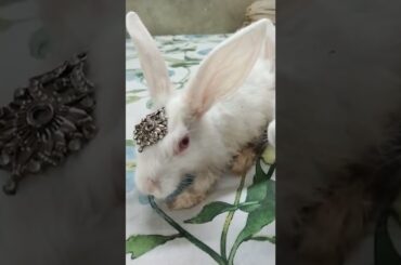 Cute #rabbit #bunny #shorts #vlog #baby video #chubby #bunny #shortvideo