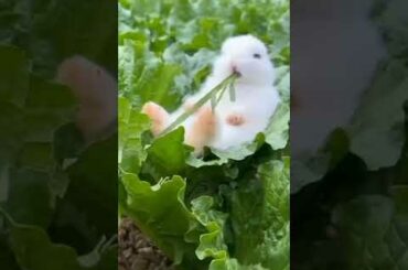 Lovely cute bunny #shorts