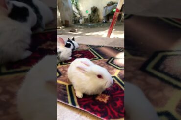 Cute Baby Bunny So Cute #mustwatch#animalslovers #bunnies #foryou #rabbit #bunny #cute #pets