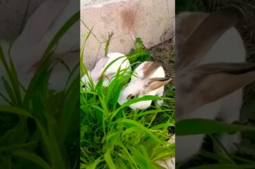 Sweet heart #shorts #viral #bunny #rabbit #cute rabbit