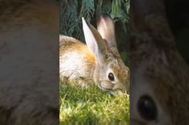 Cute rabbit eating grass #shorts #rabbit #cutebunny