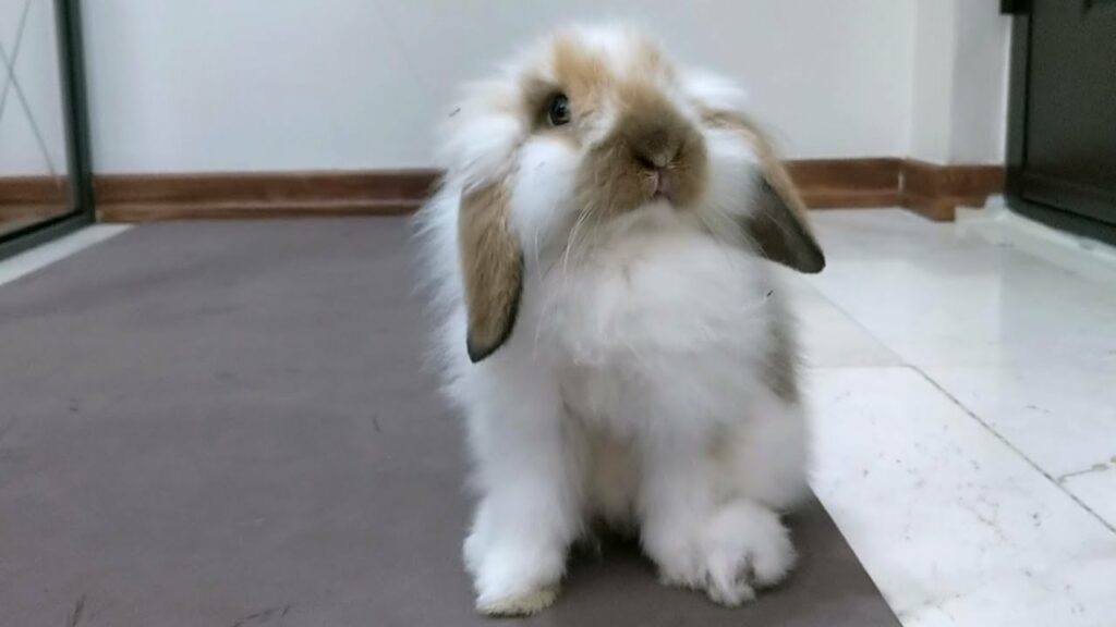 playful cute baby bunny rabbit