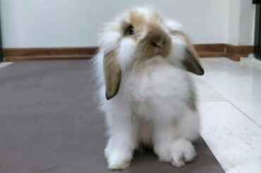 playful cute baby bunny rabbit