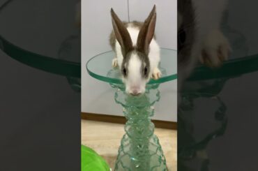 Is it beautiful?bunny#rabbit#2022#baby#cutest#beautifulbunny