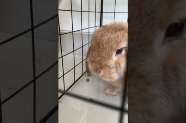 Cute Bunny and dog #short