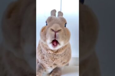 Funny Rabbit #short #shorts #viral #youtube #ytshorts #trending #viralshorts #shortvideo #cute #baby