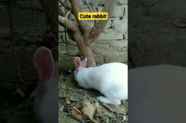 Cute Rabbit #shorts #viralshorts #trending