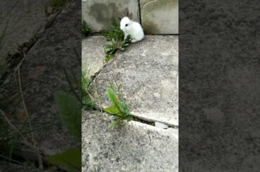 AMAZING CUTE BUNNY SHORTS