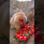 Cute rabbit reaction videos - the best funny and cute animal videos!
