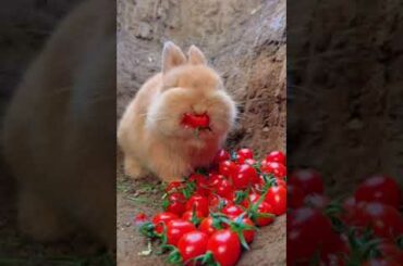 Cute rabbit reaction videos - the best funny and cute animal videos!