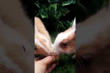 so cute #bunny #kelincilucu #memberimakankelinci @rumahkelincichannel