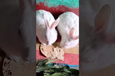 cute bunny eating