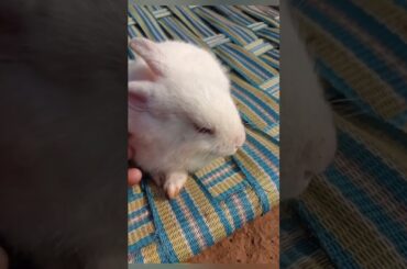 cute bunny #shorts #rabbits #animals