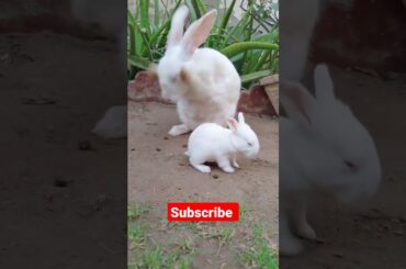 Cute Rabbit Bunny Copying her Mother #shorts #rabbit #bunny