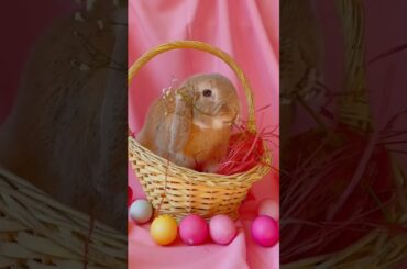 Cute bunny eating #bunny #cutebunny #animallover #cuteanimals #shorts #hd_video #hd #4k