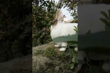 johnson my cute bunny #viral #trending #shorts